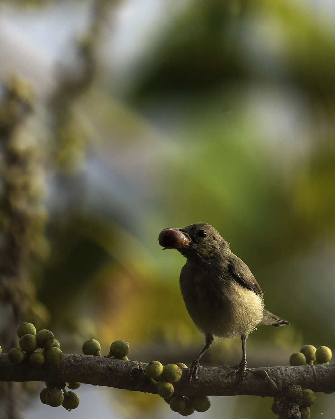 Bird Image
