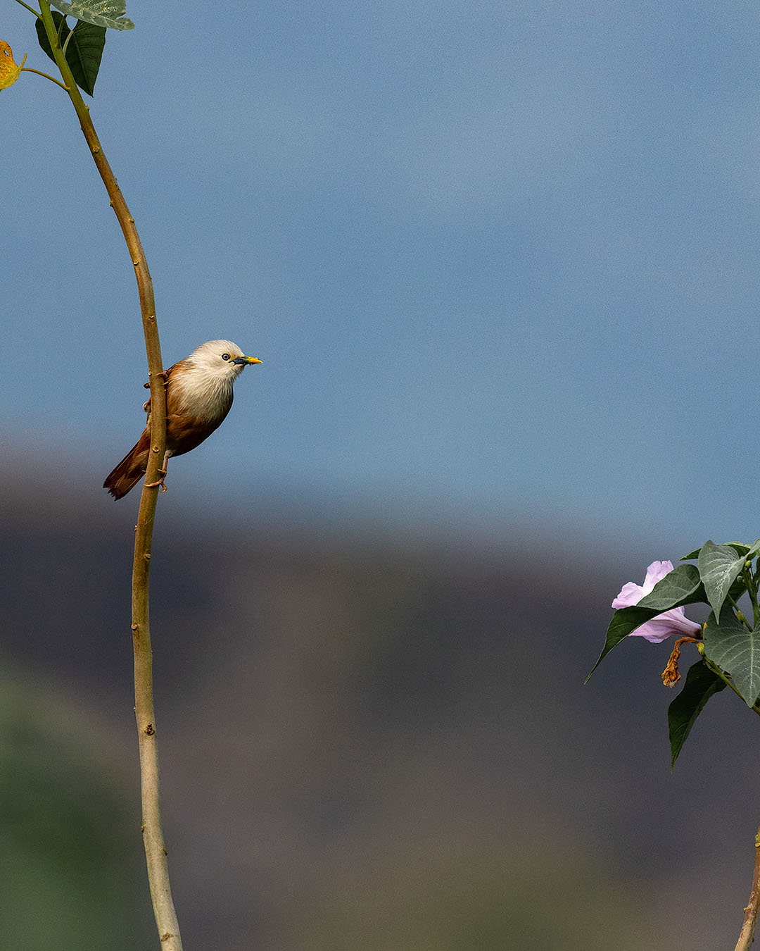 Bird Image