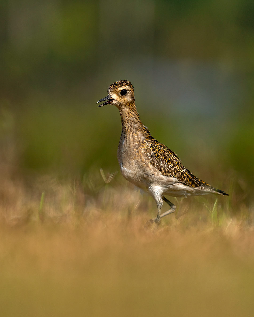 Bird Image