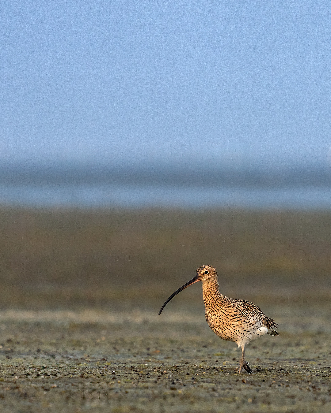 Bird Image
