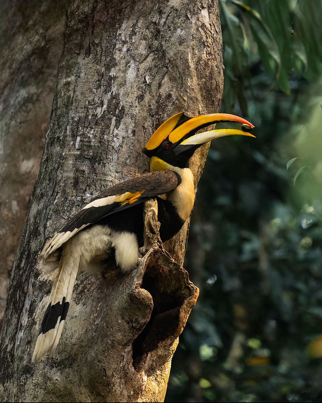 Bird Image