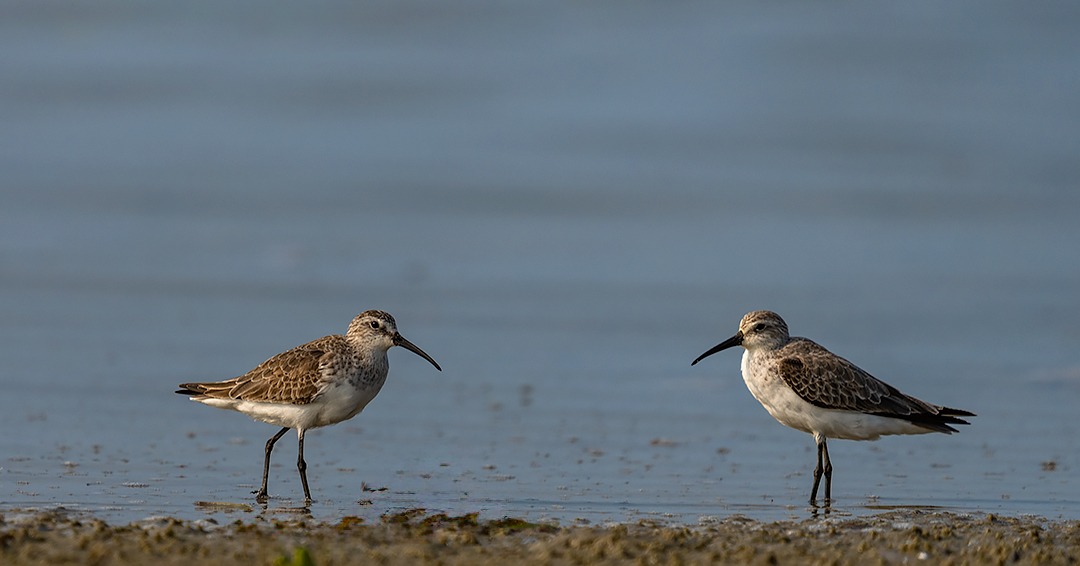 Bird Image