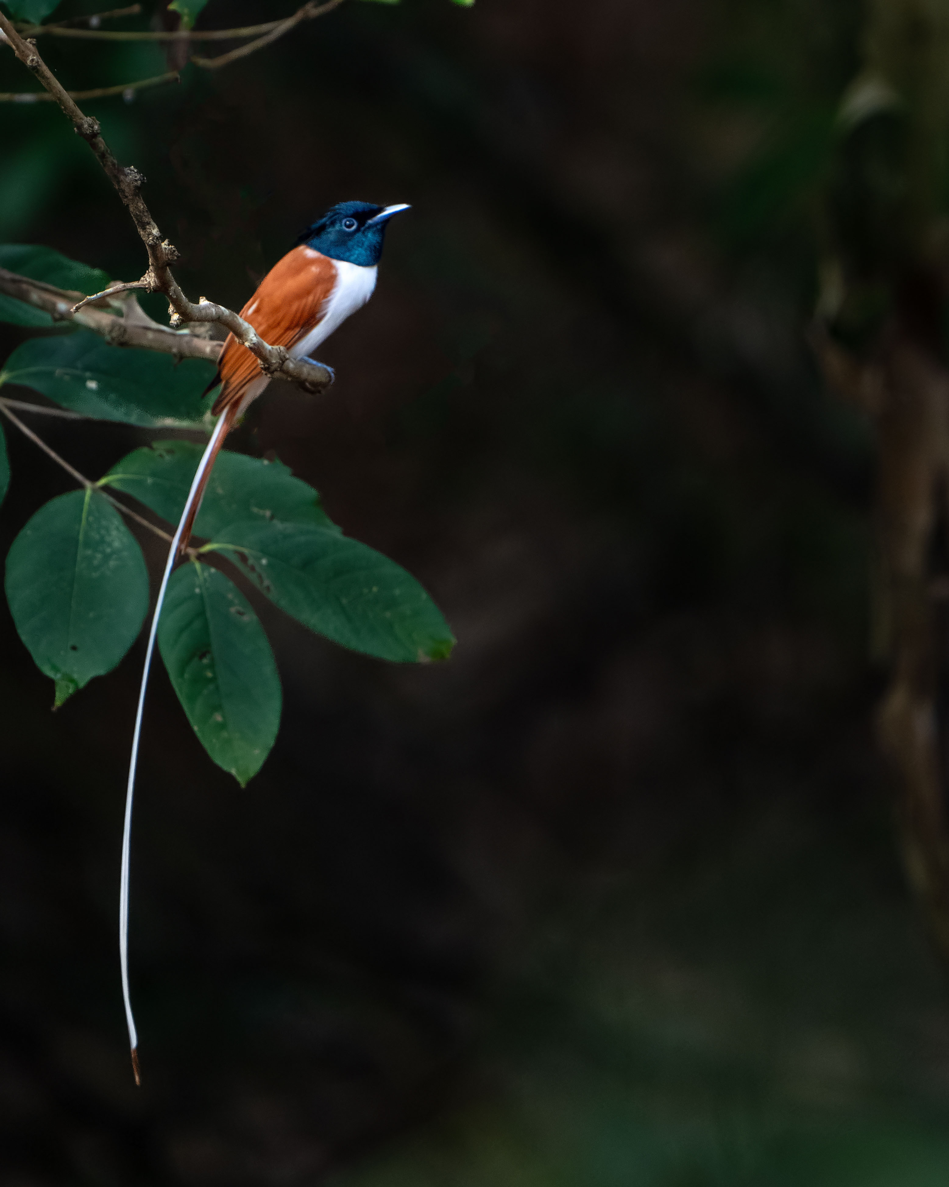 Bird Image