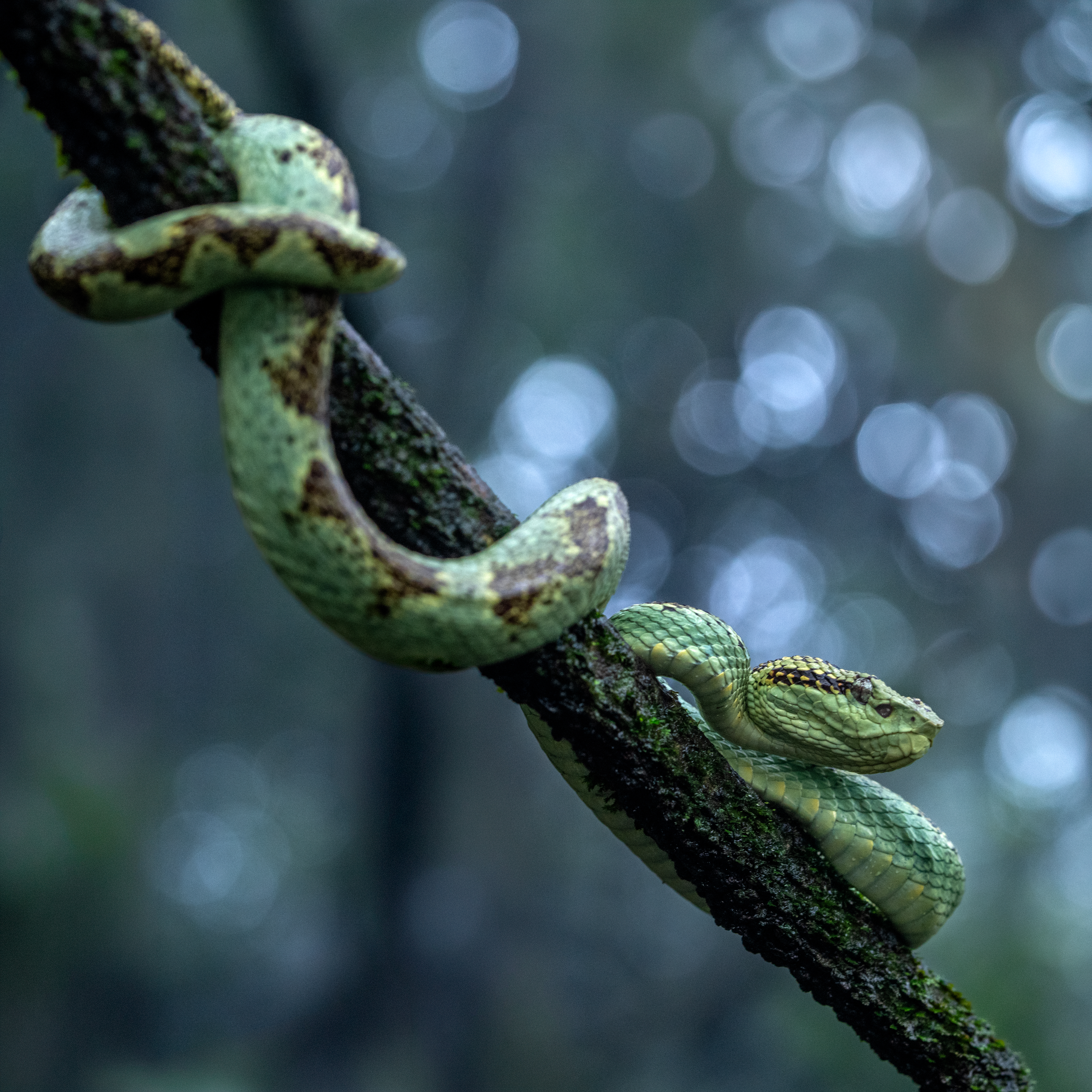 AMBOLI MACRO TOUR