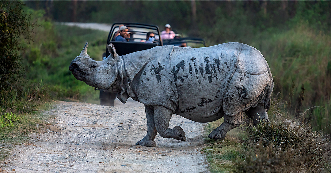 Mammal Image
