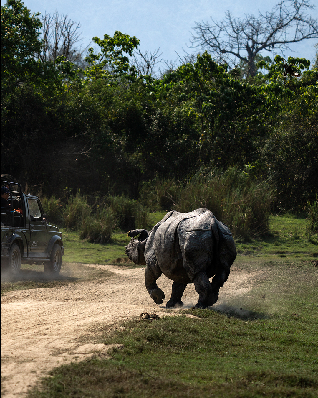 Mammal Image