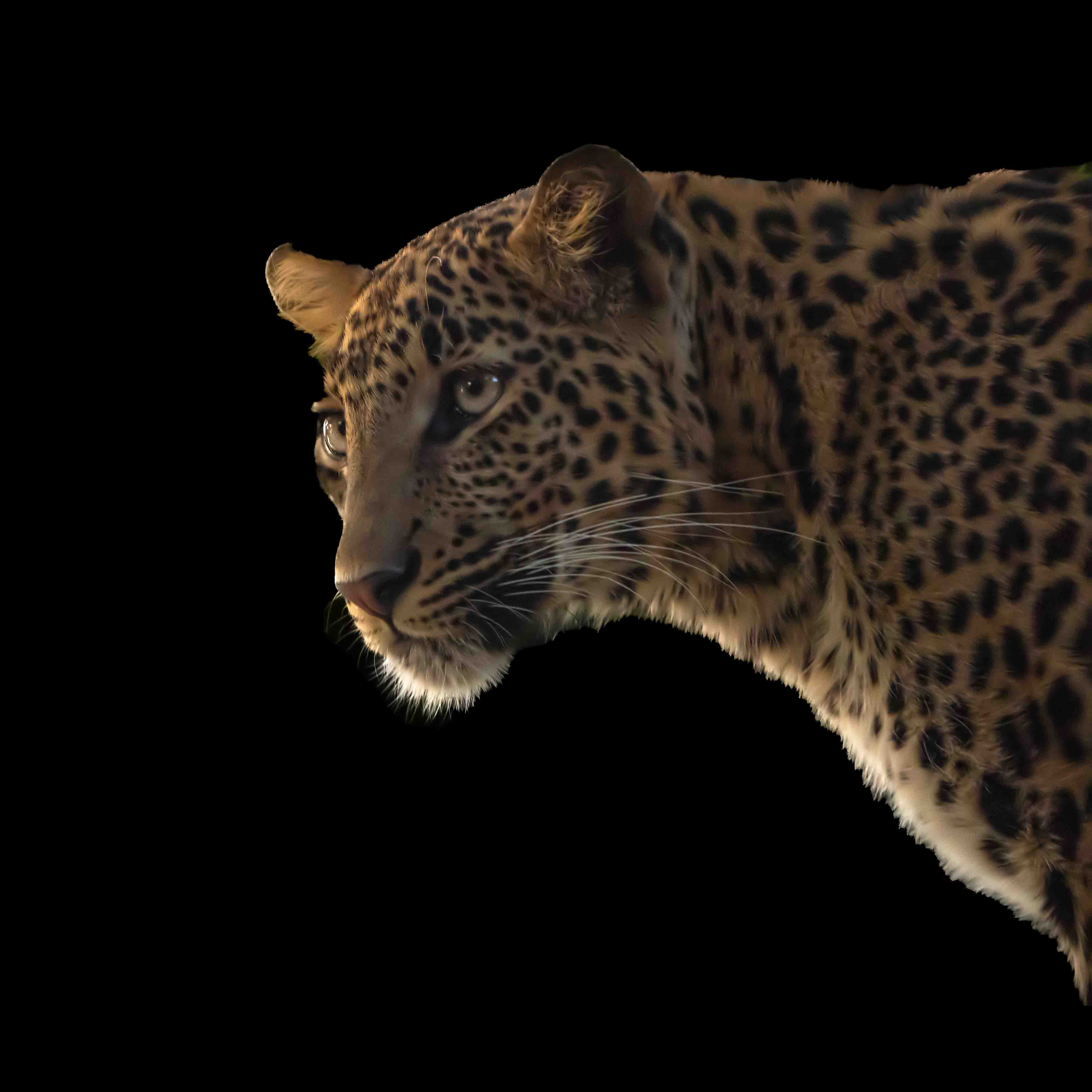 Mammal Image