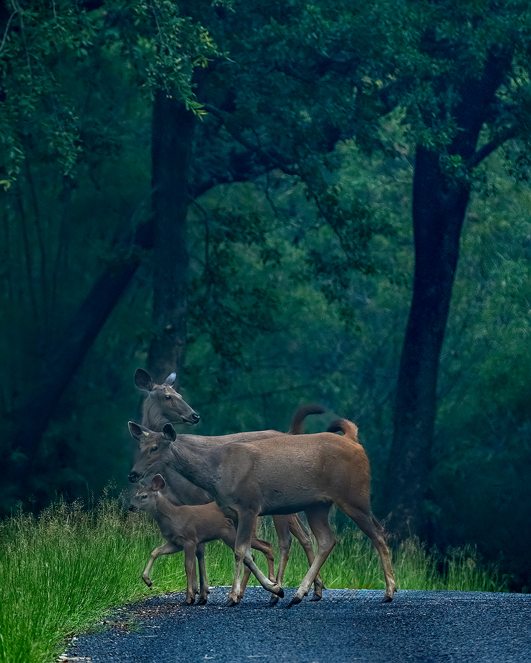 Mammal Image